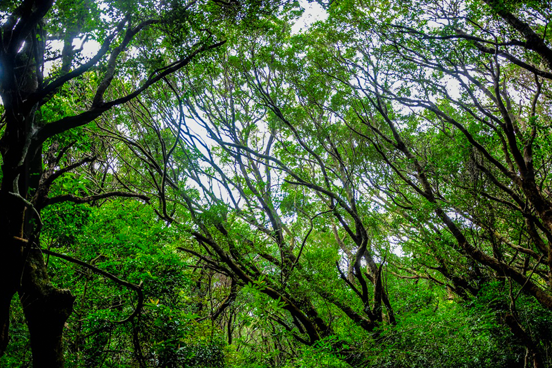 Green shade