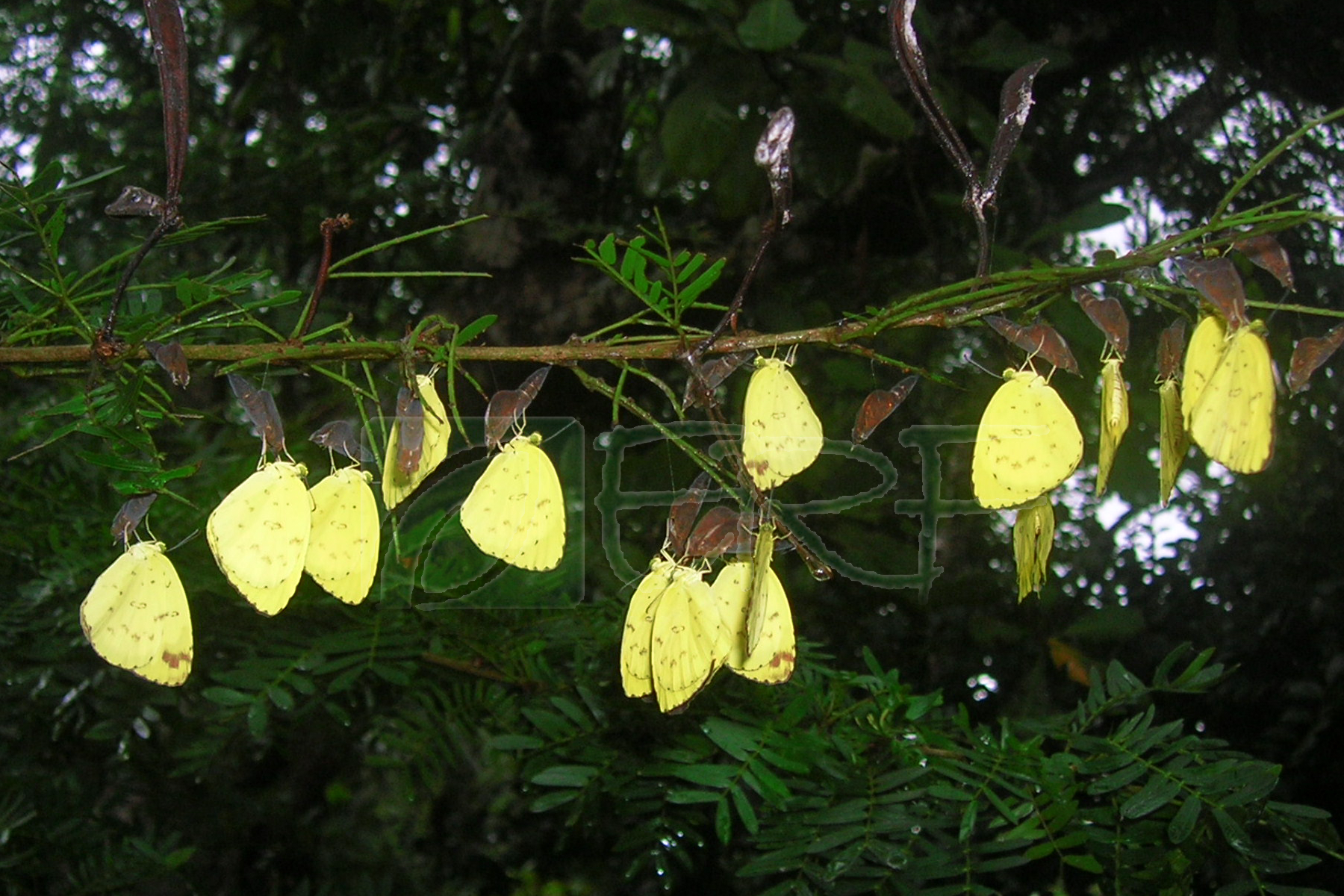 Yellow Butterflies