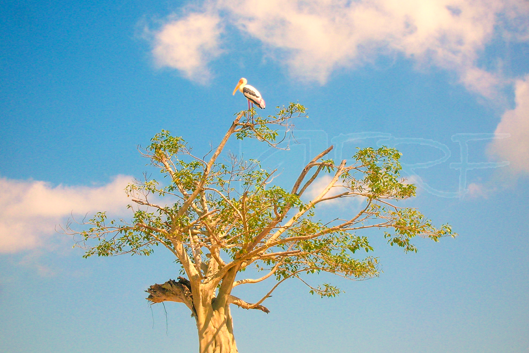painted stork