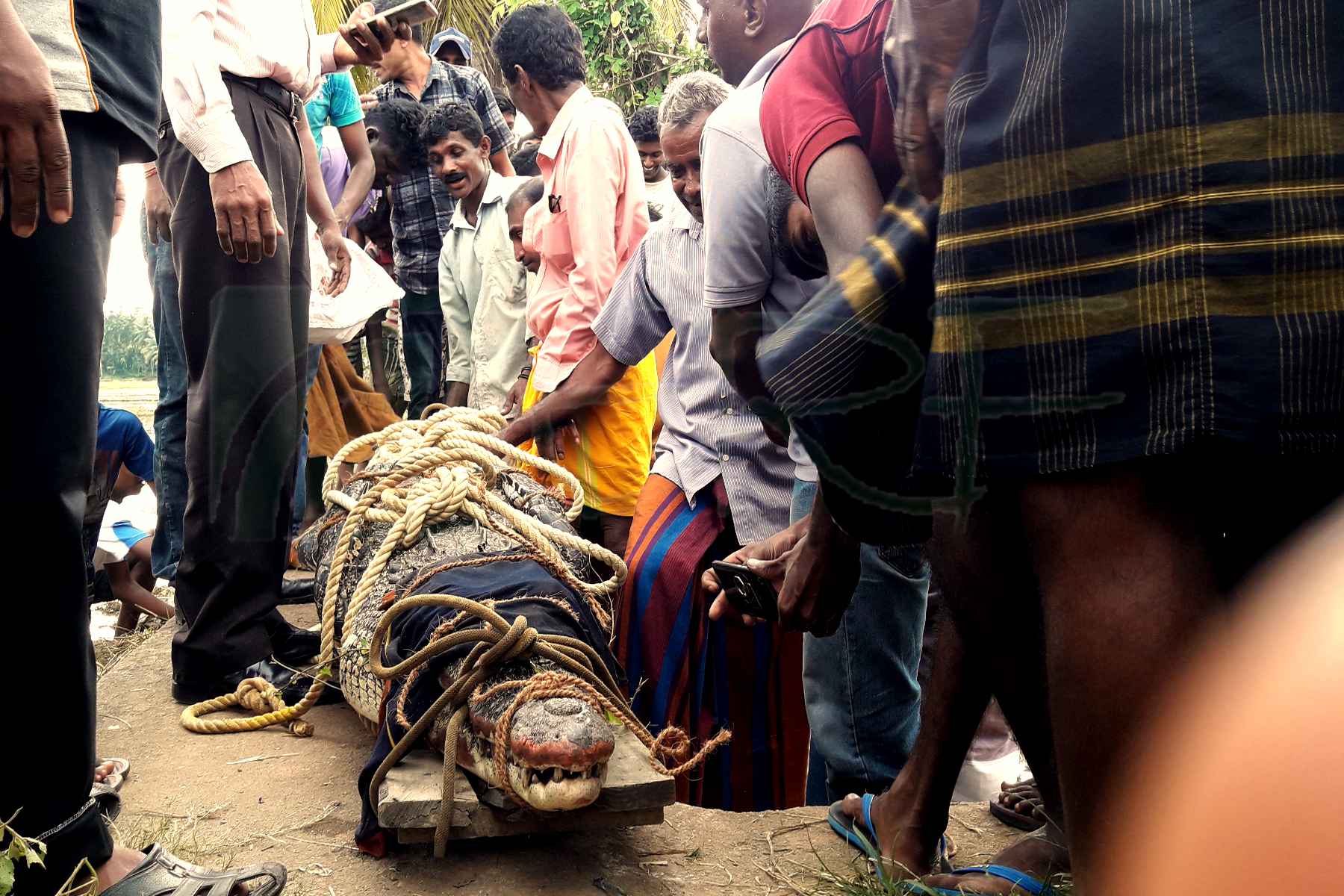 Human – Crocodile conflict in Nilwal