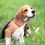 Miniaturbild: Sitzender Beagle auf grünem Gras
