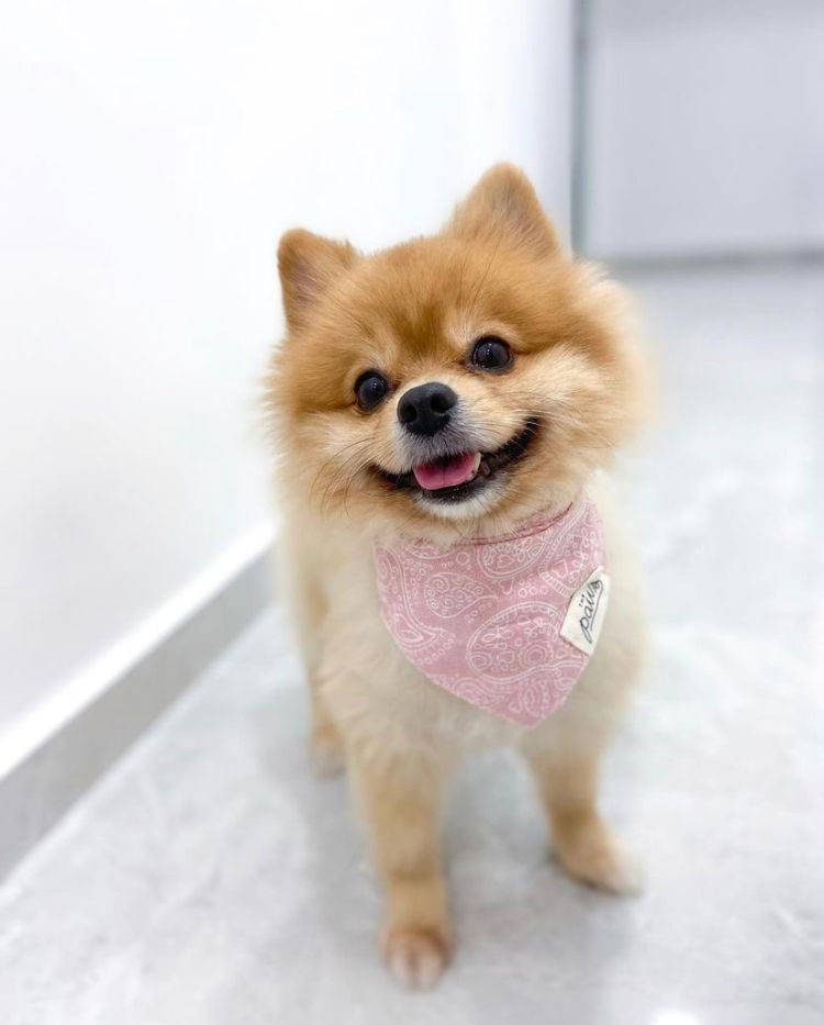 Miniaturbild: Niedlicher Pomeranian mit rosa Halstuch