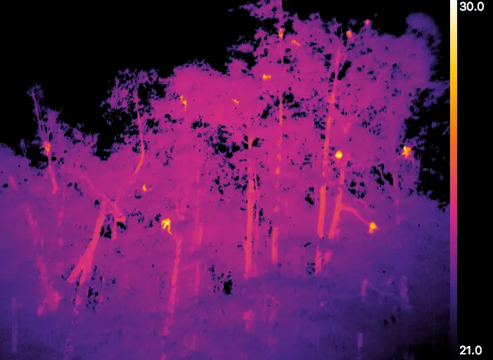 thermal wildlife.webp