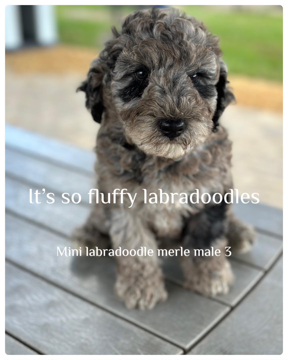 mini labradoodle merle male 3