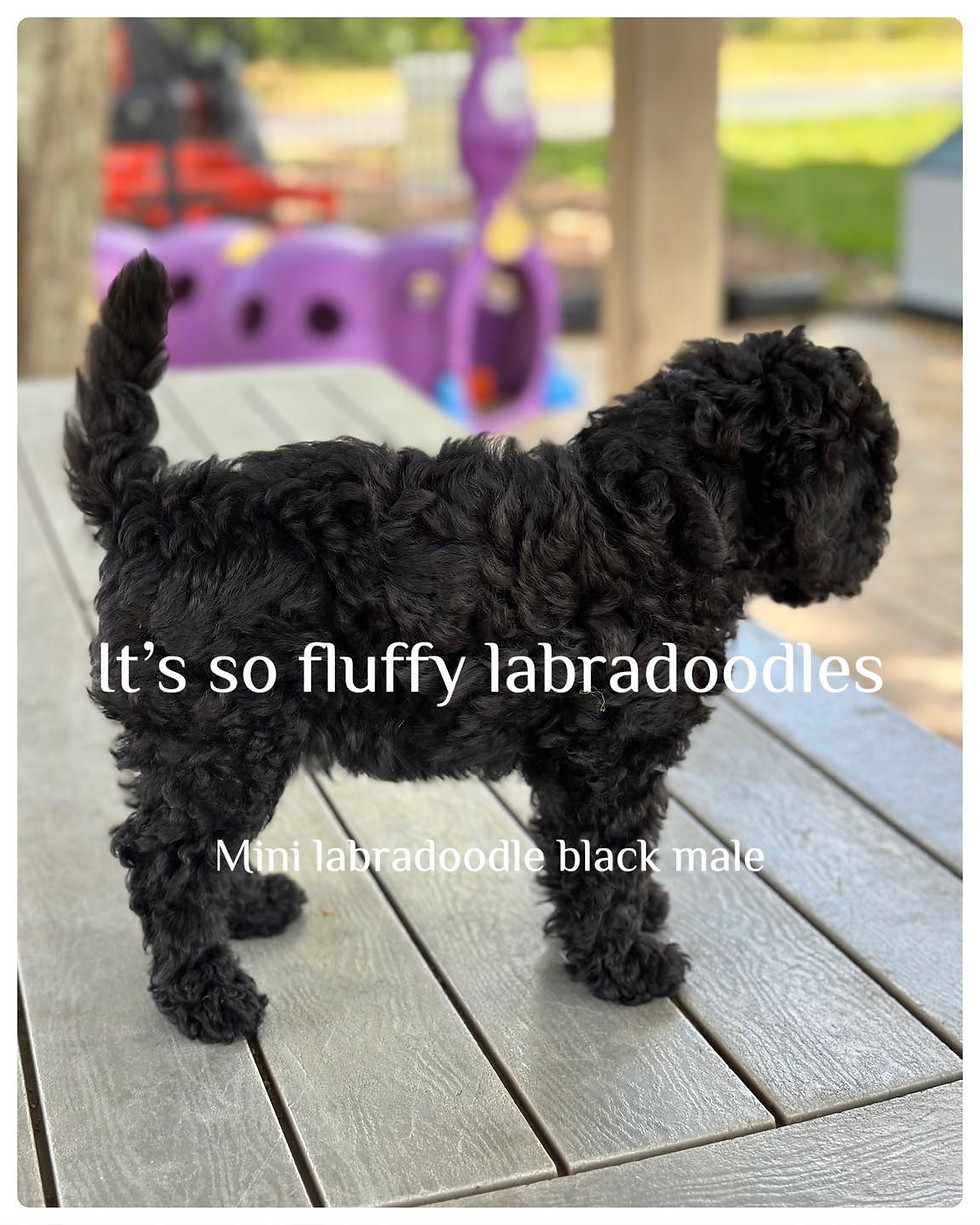 Thumbnail: mini labradoodle black male