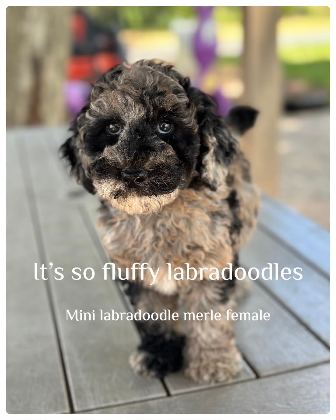 mini labradoodle merle female
