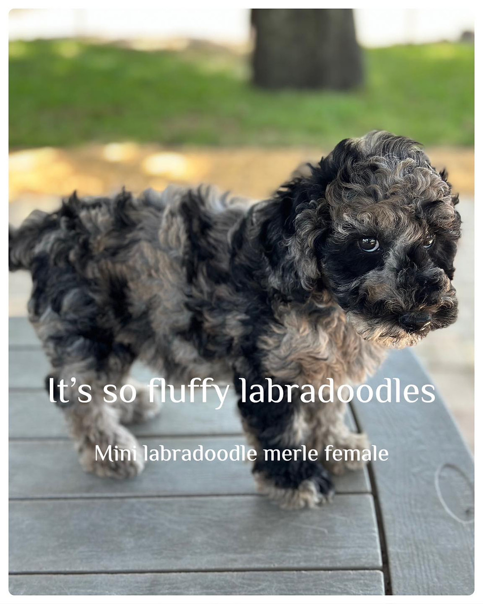 Thumbnail: mini labradoodle merle female