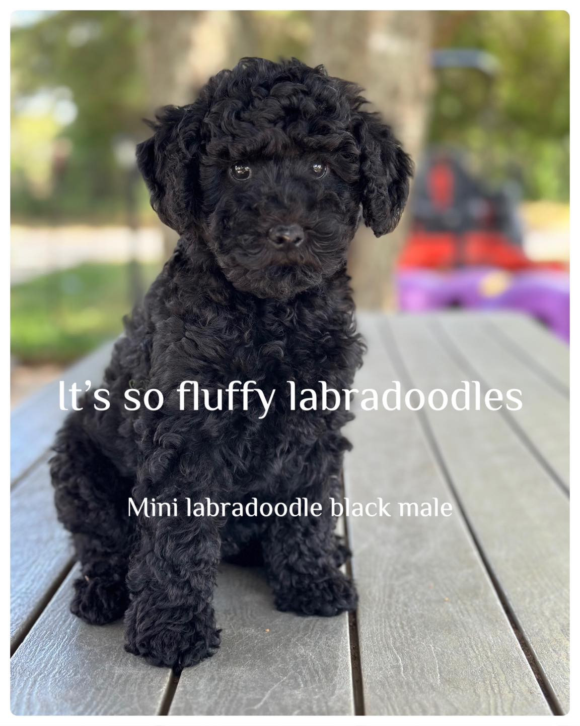 mini labradoodle black male