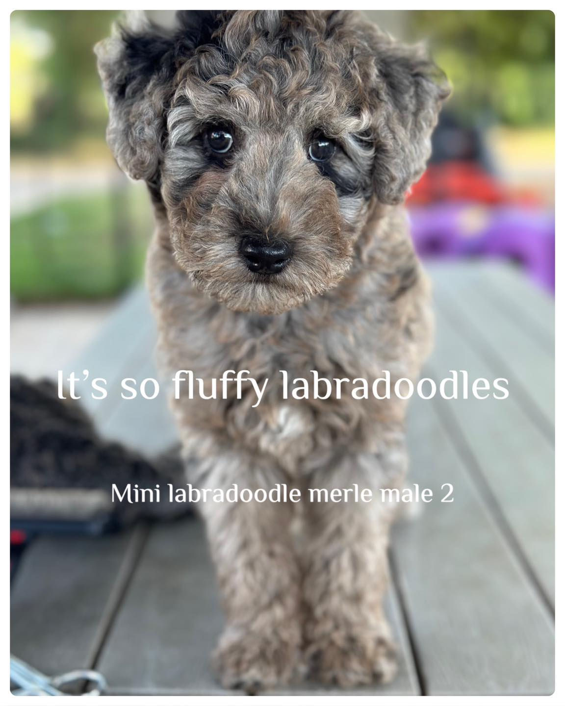 mini labradoodle merle male 2