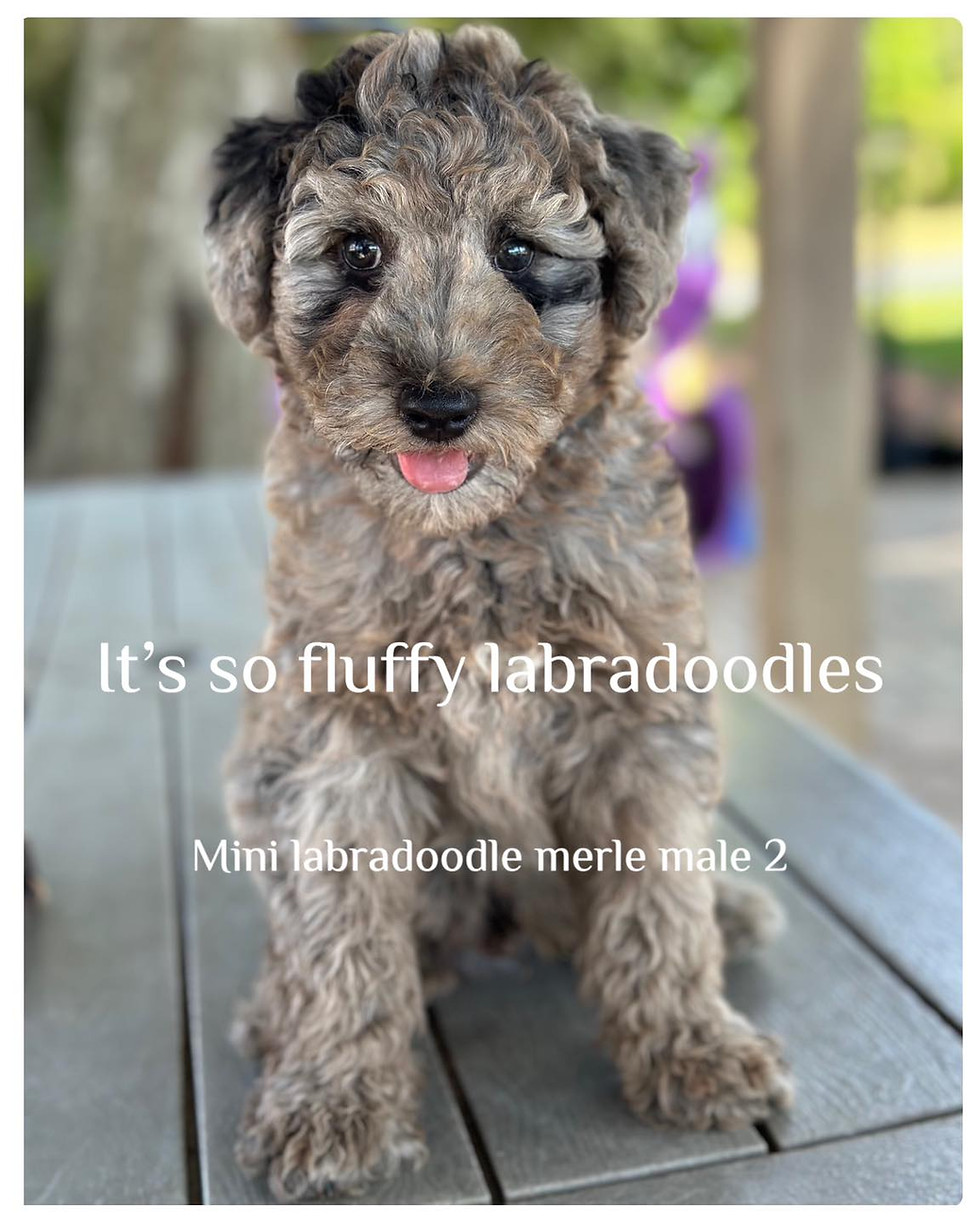 Thumbnail: mini labradoodle merle male 2