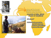 Grey Rhebuck.jpg