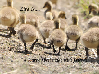Life is....