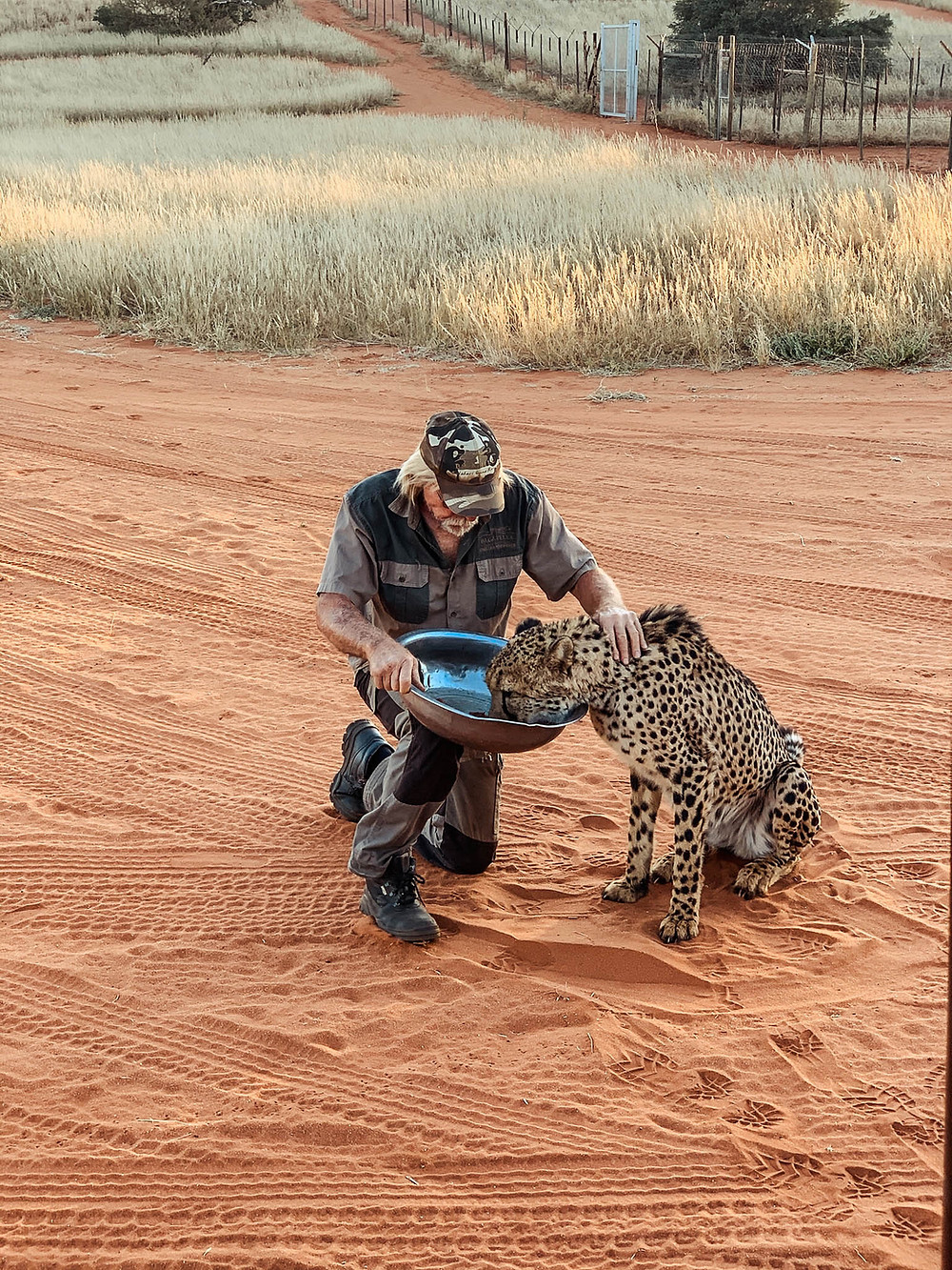 Bagatelle's "cheetah whisperer" at feeding time