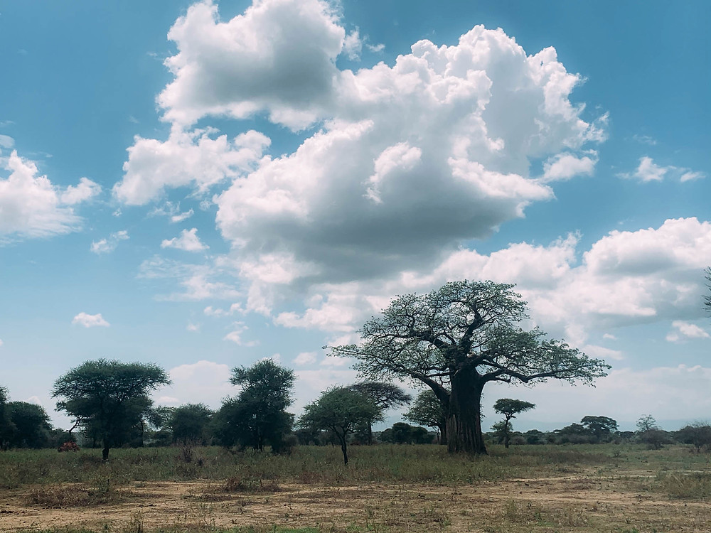 An African baobab, not sausage, tree - but still awesome!