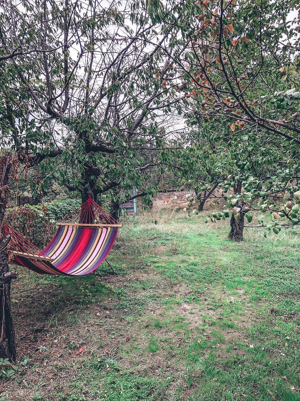 The dacha's backyard