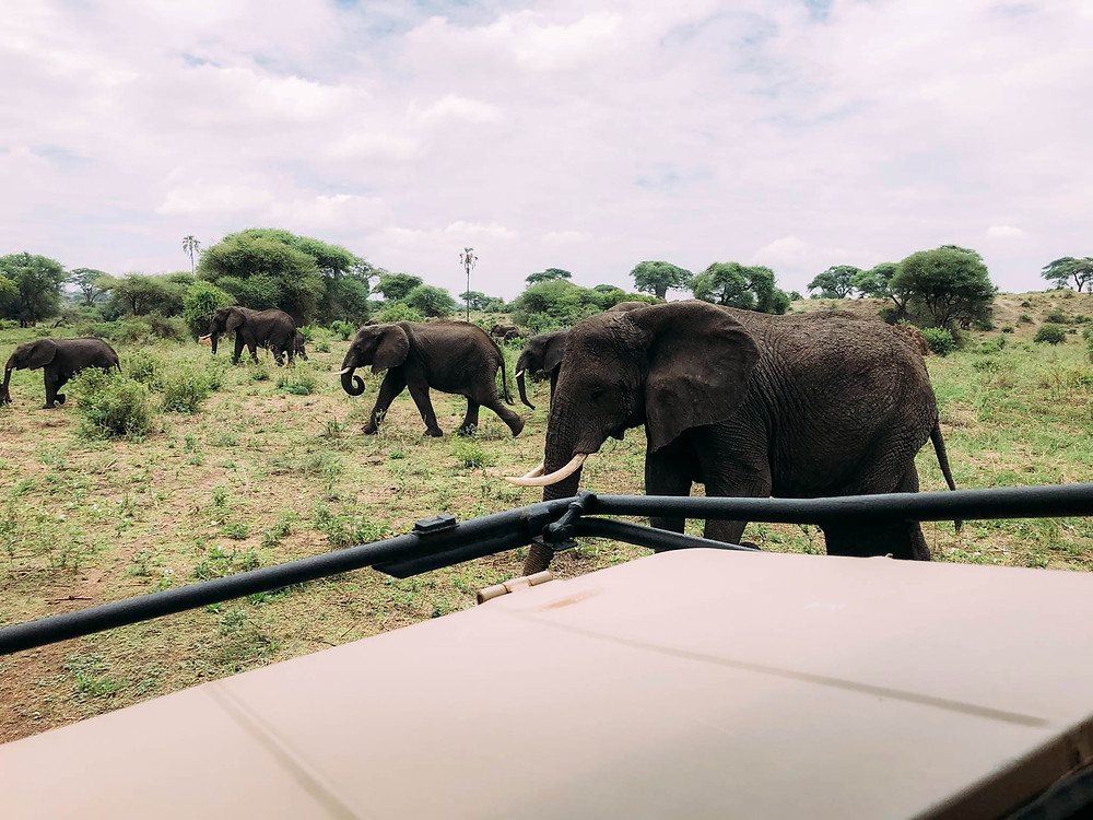 A very protective elephant "shouldering" for the rest of the herd