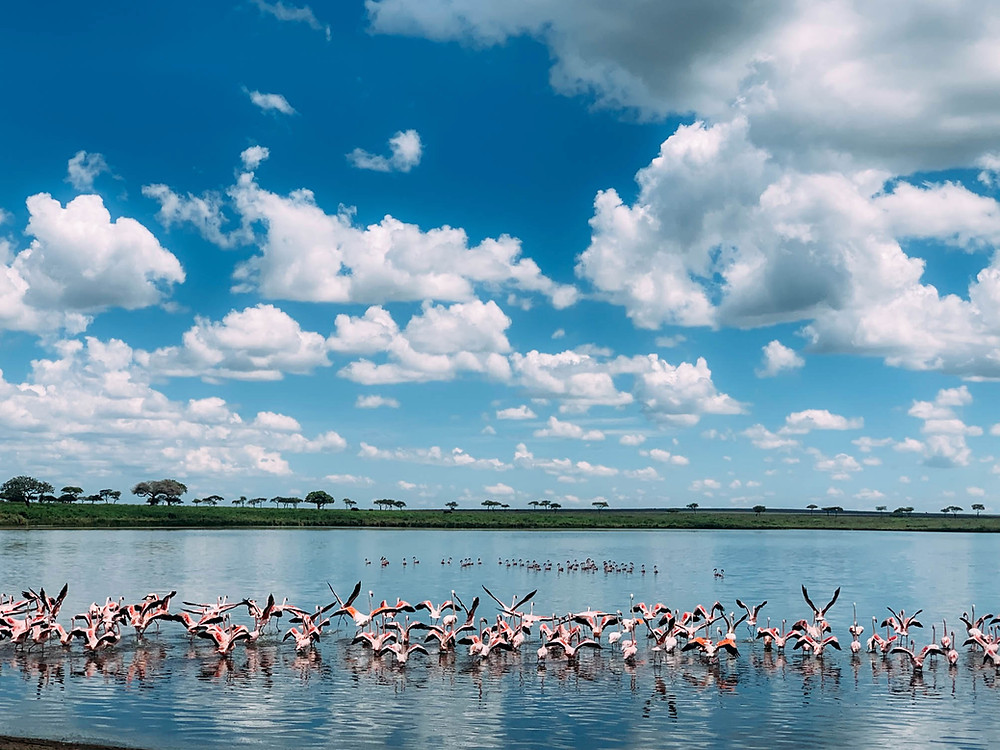 Flamingos taking off from a lake in Serengeti