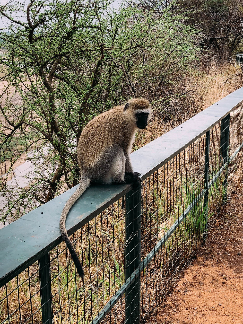 Don't take your eyes off the monkeys while eating!