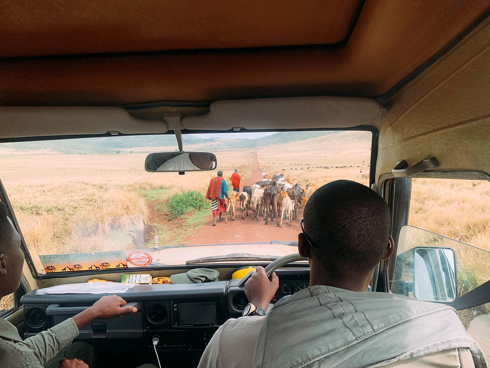 A Maasai "traffic jam" on the way to Empekaai