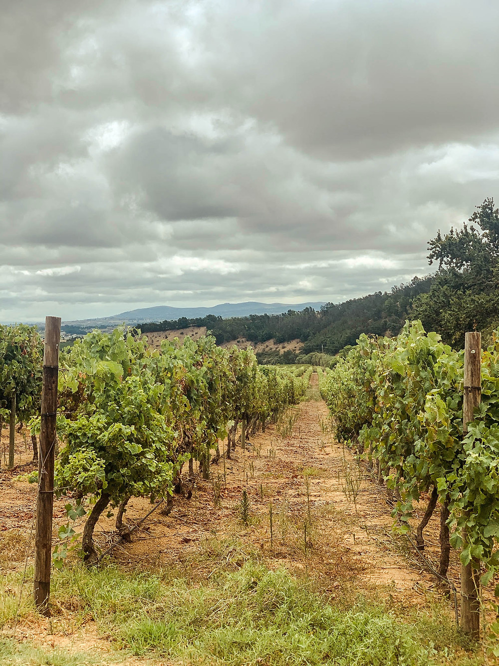 A picturesque - but steep! - stroll through the Stellenbosch hills