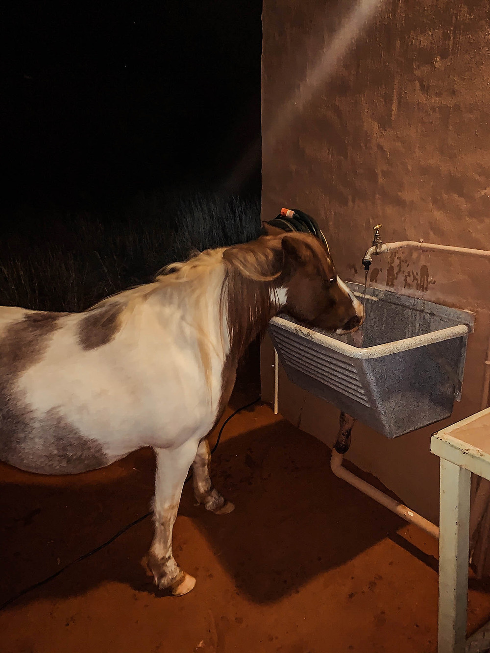Lil' Sebastian at our Kalahari Campsite