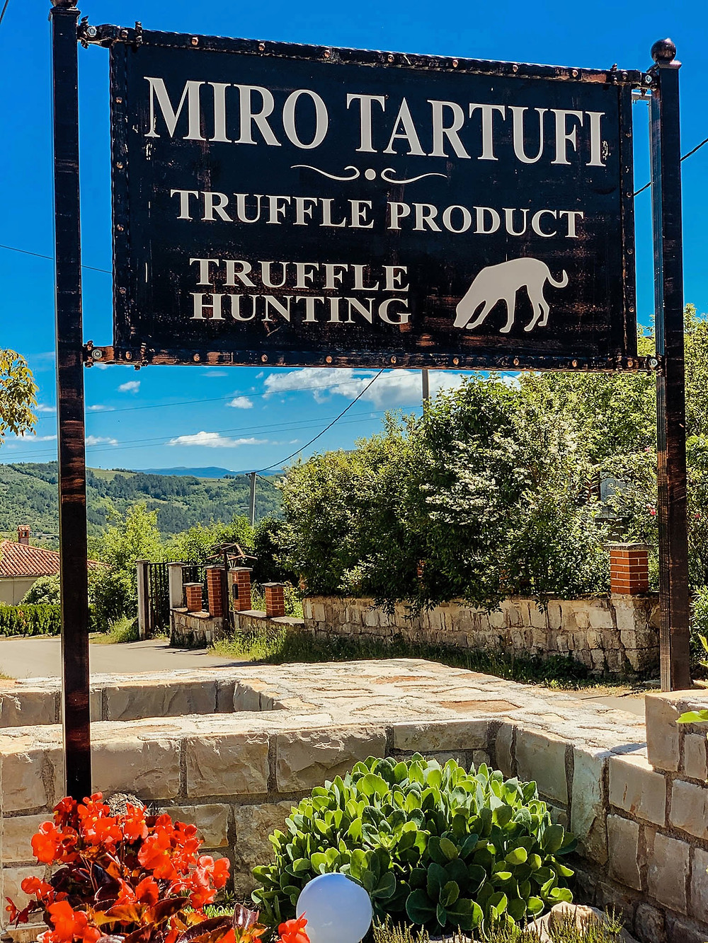 Truffle hunting in Motovun with Miro Tartufi