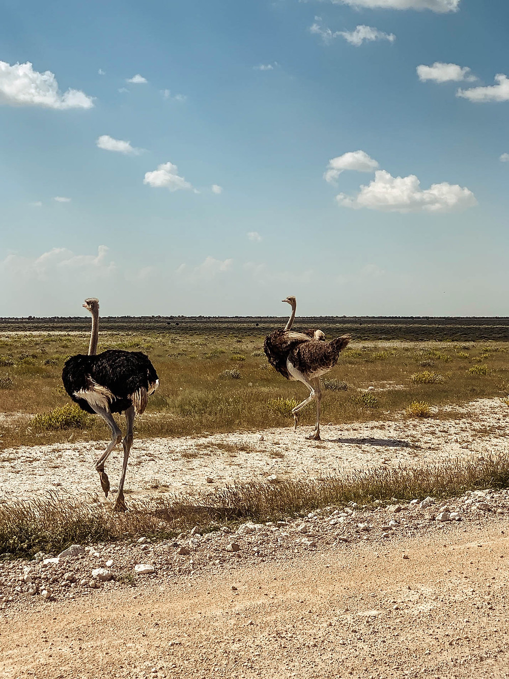 Ostriches out for an afternoon jog