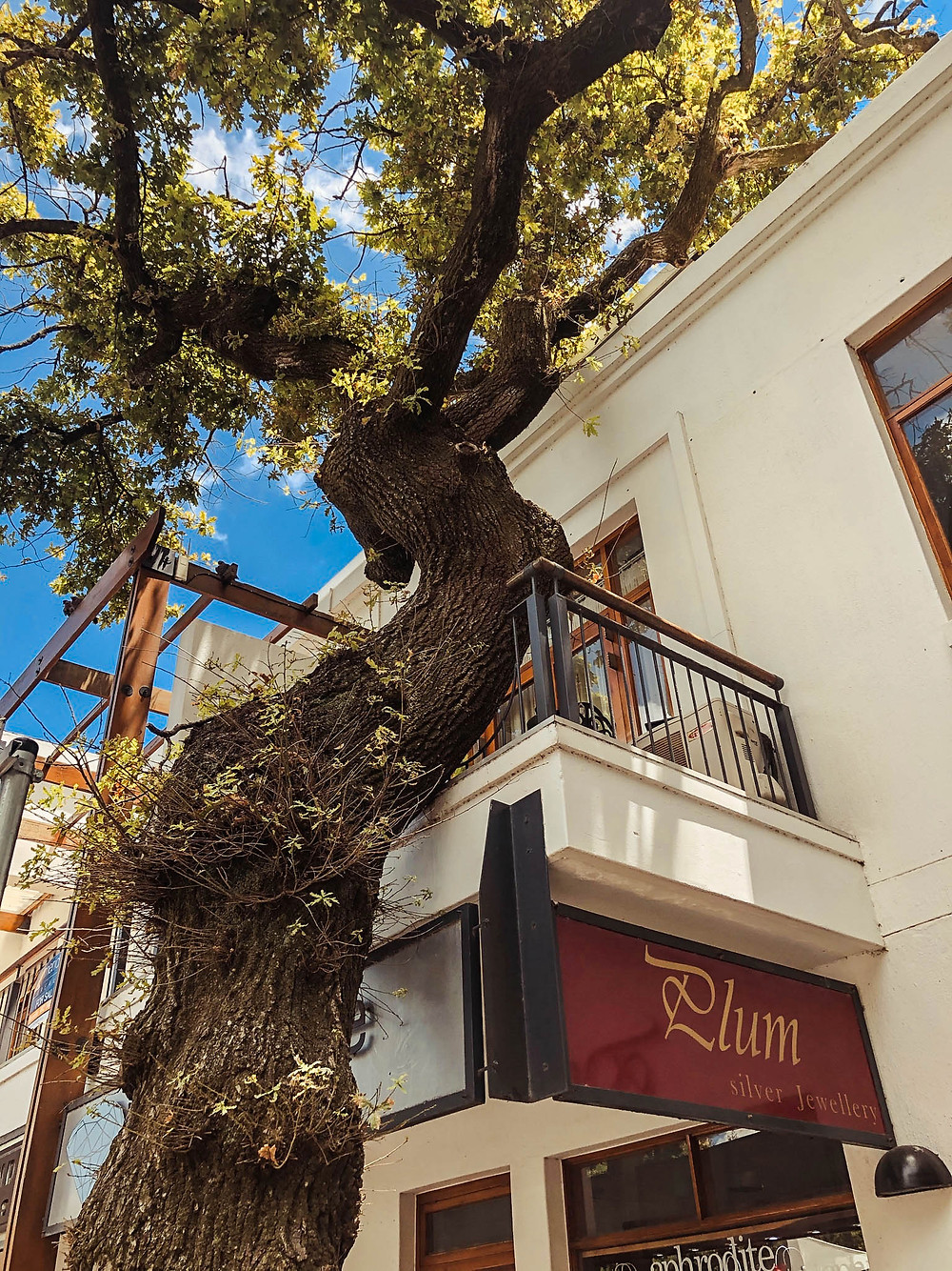 One of the beautiful oaks (and national monuments!) lining the streets of Stellenbosch