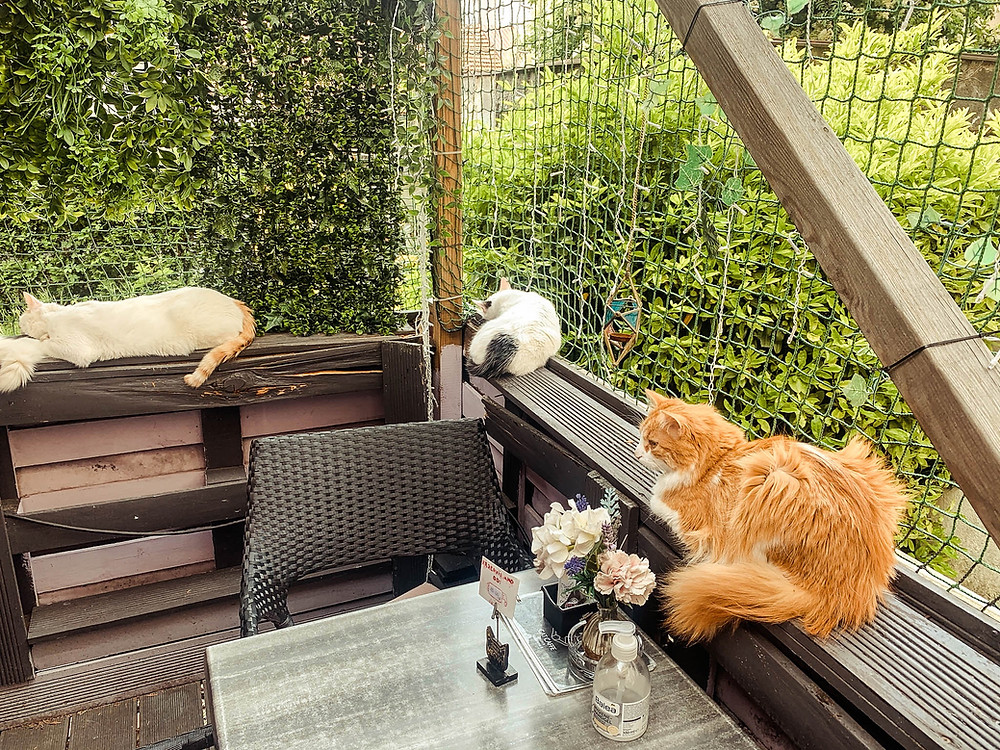 A cat lover's dream on the back patio