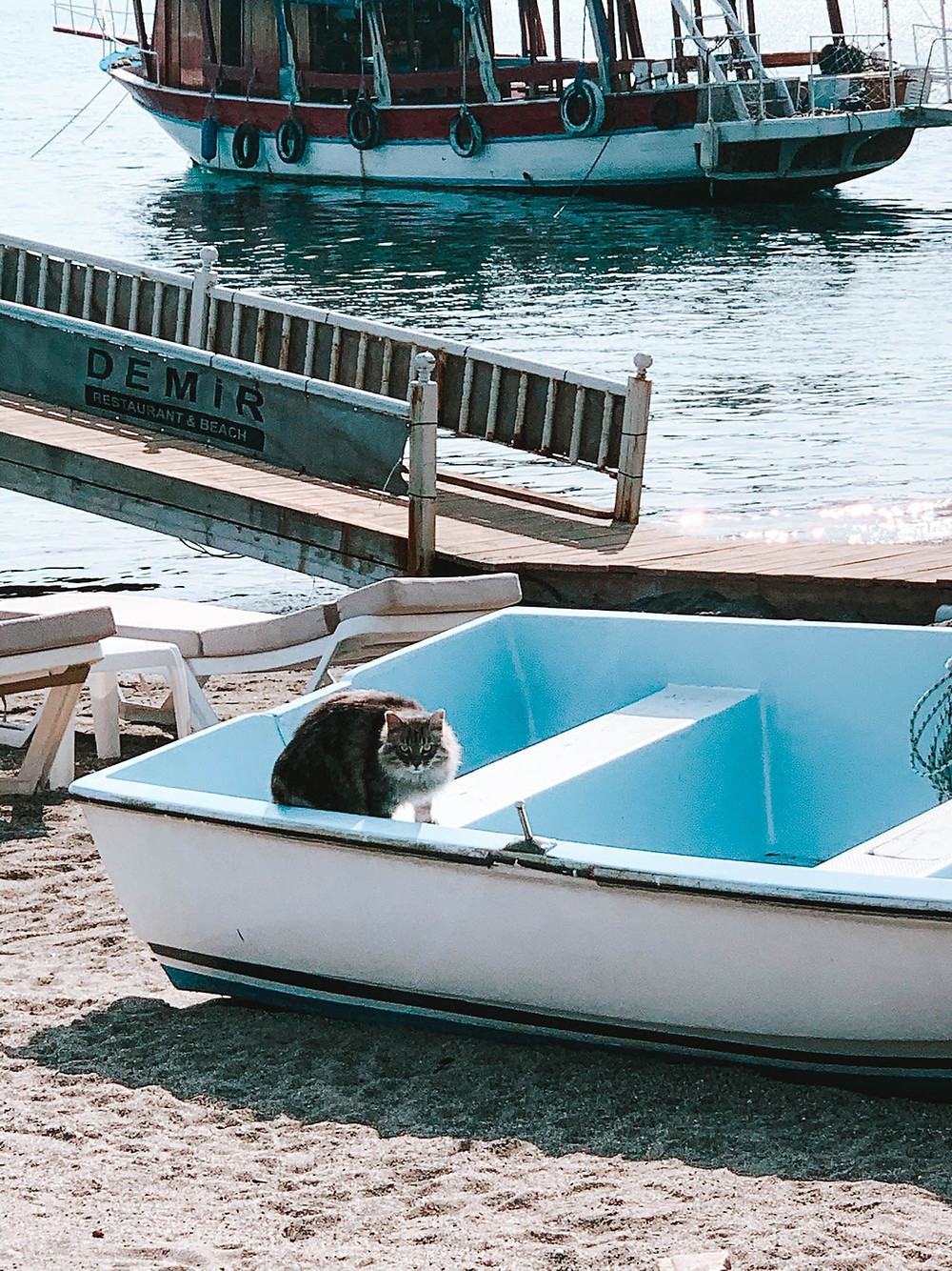 One of the spoiled Marmaris cats (Note: not the VERY spoiled cat from this post)