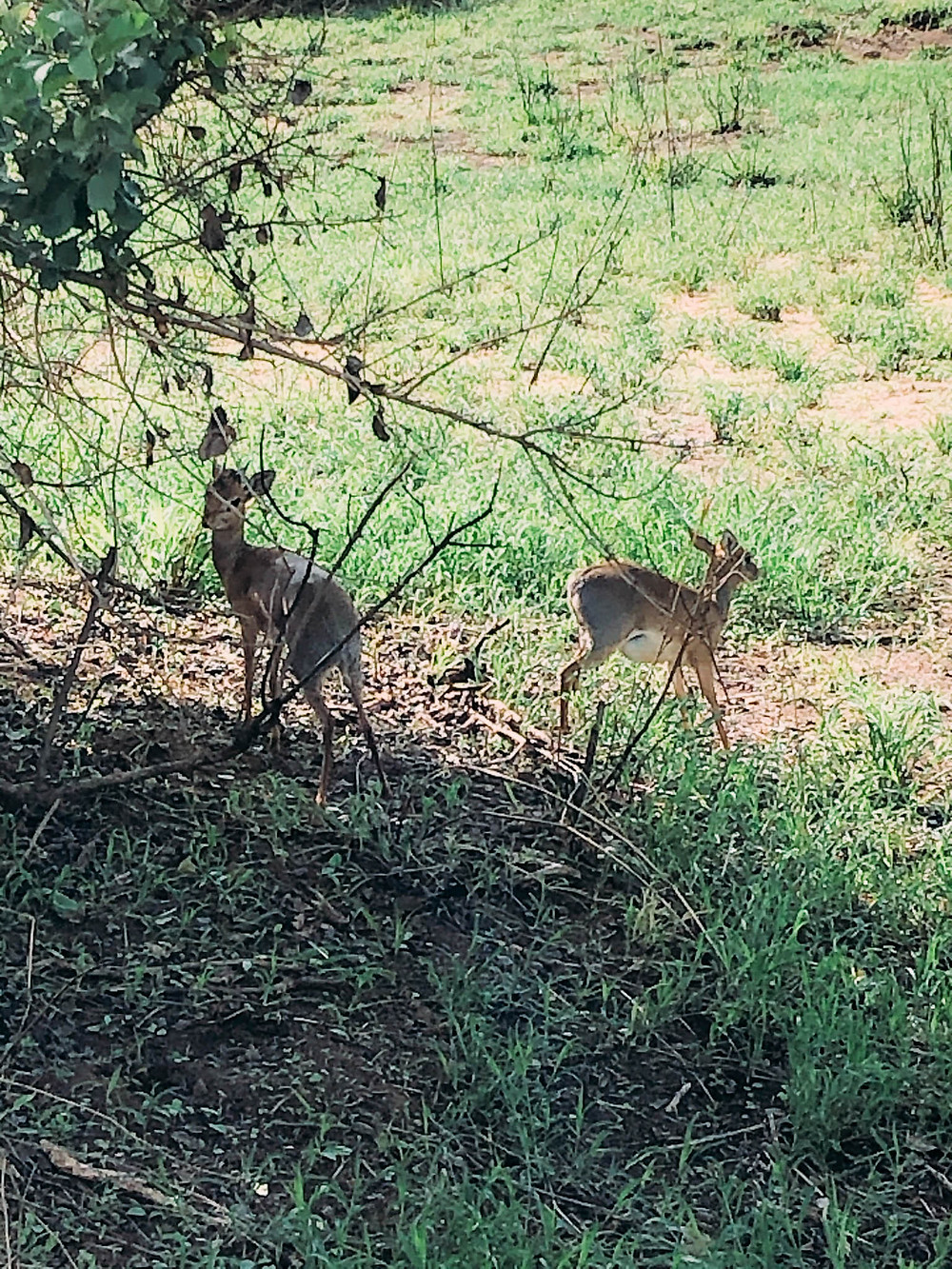 Mr. and Mrs. Dik-Dik - notice the male's very "ferocious" antlers