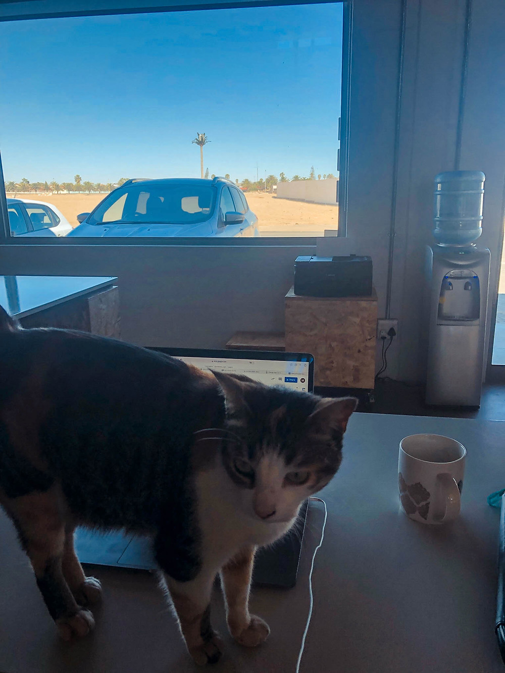 ...and cats! (Oh, were you still working?)