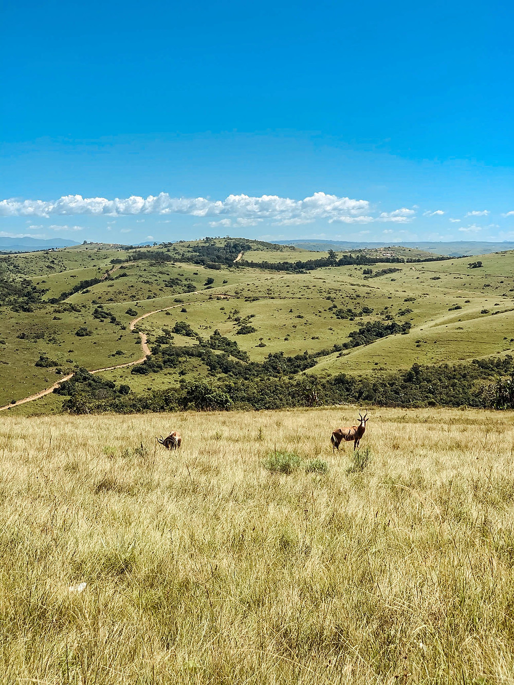 The rolling hills and grasslands of Lake Eland