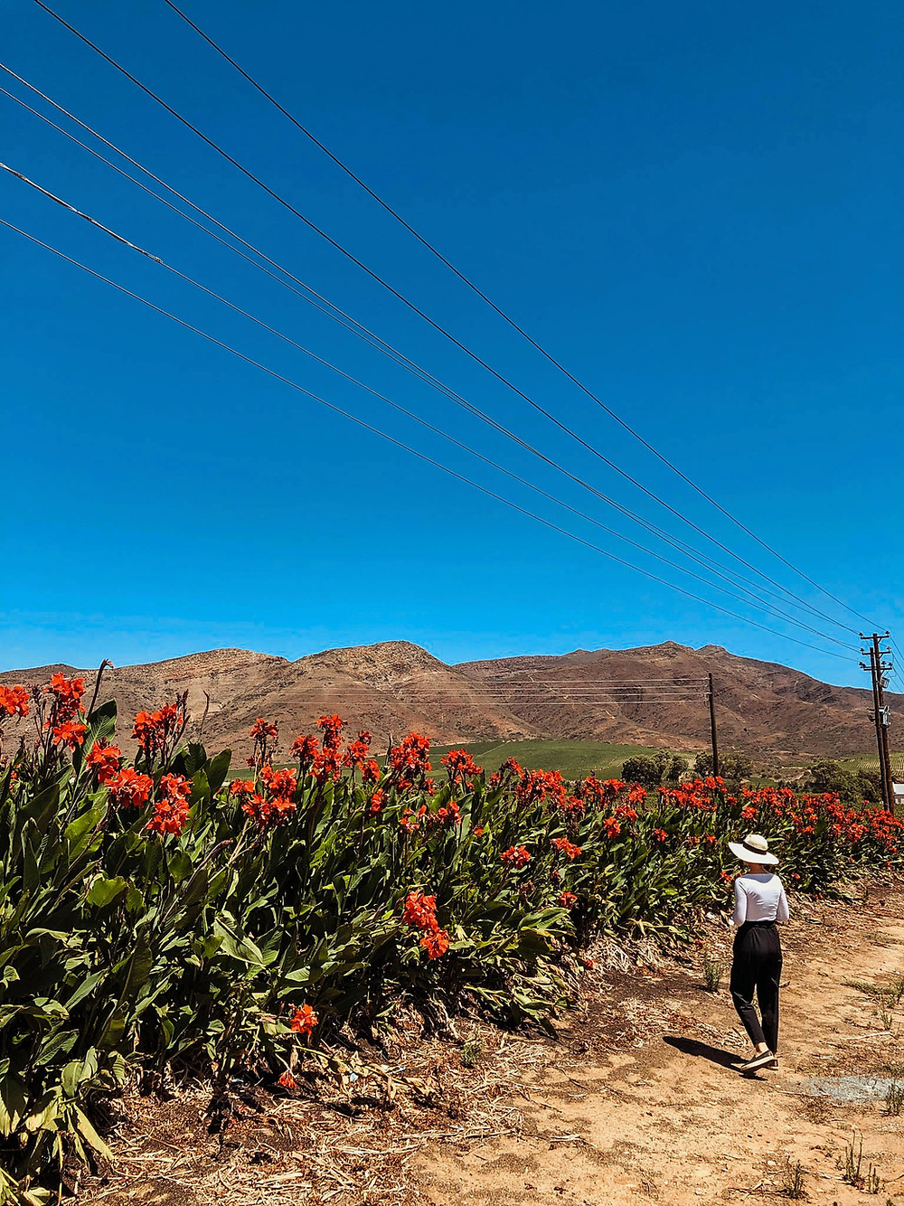 Strolling through the wildflowers and vineyards around Excelsior
