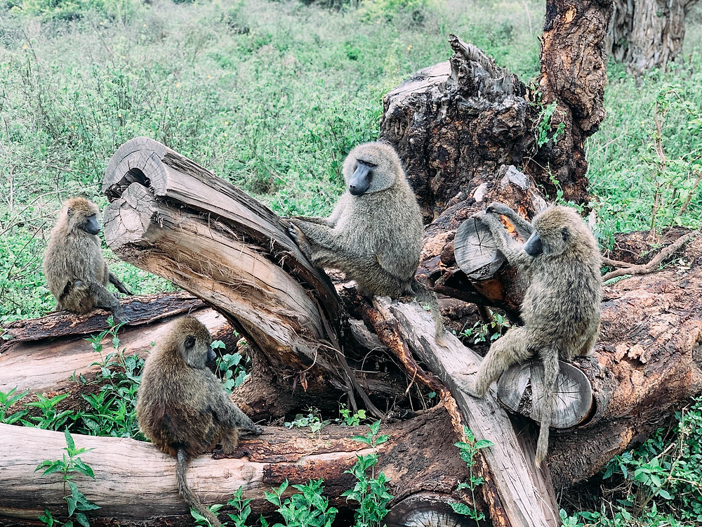 Baboons just off the road on the drive up the Gregory Rift Escarpment