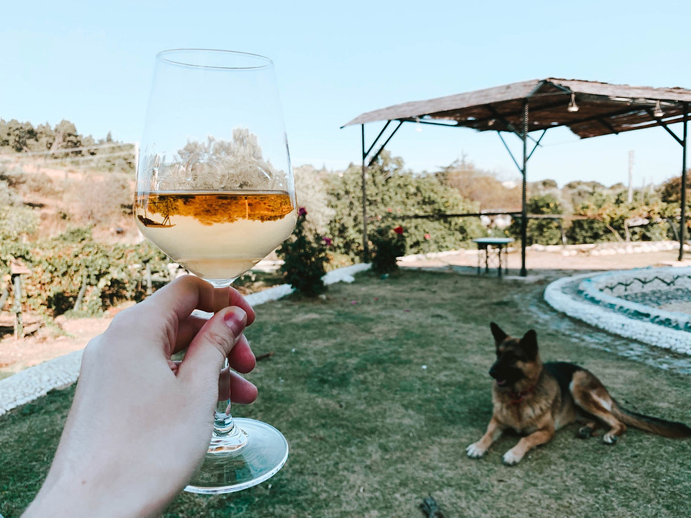 Part fetch, part wine!