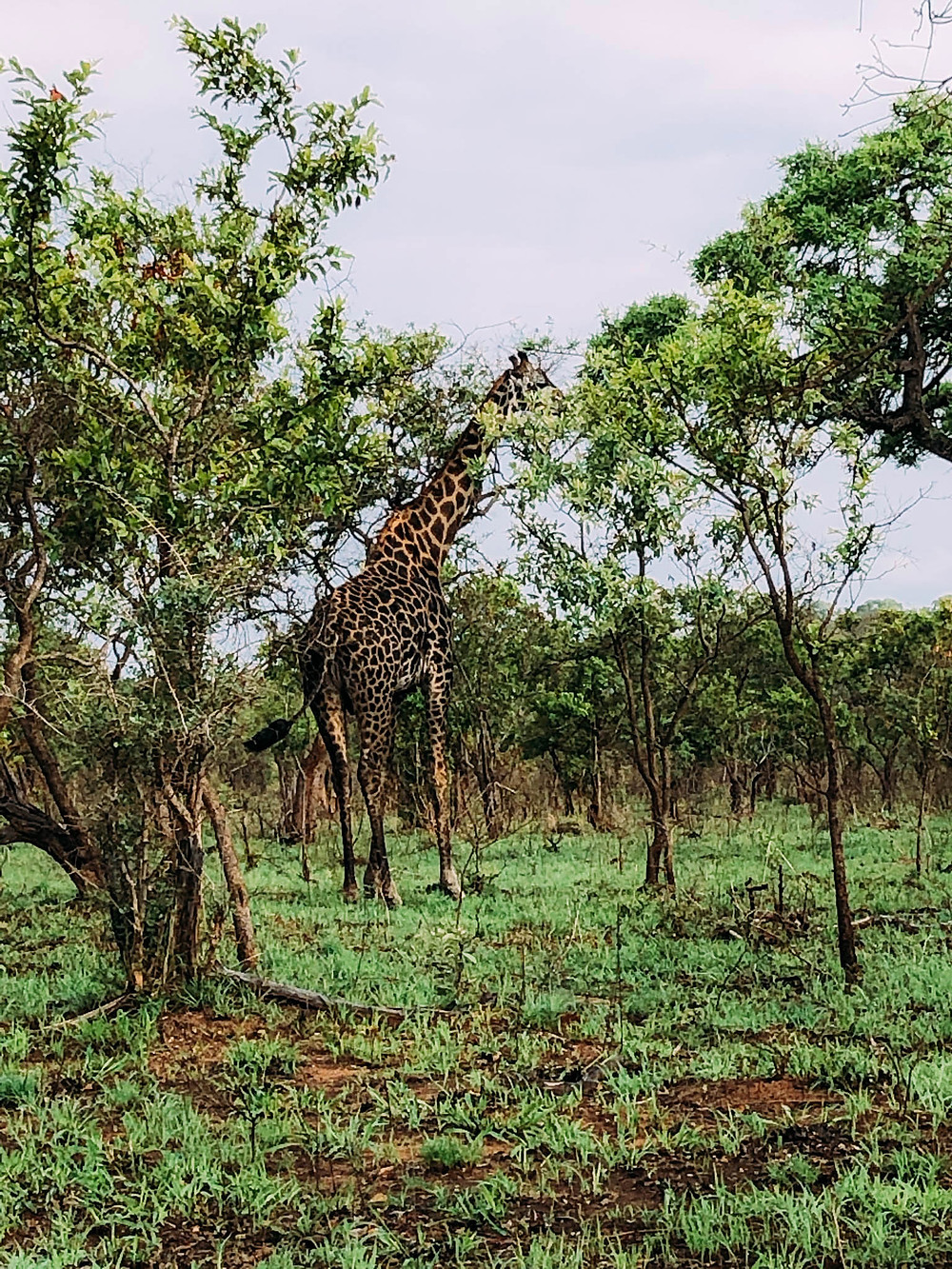 Mr. Giraffe bidding us farewell
