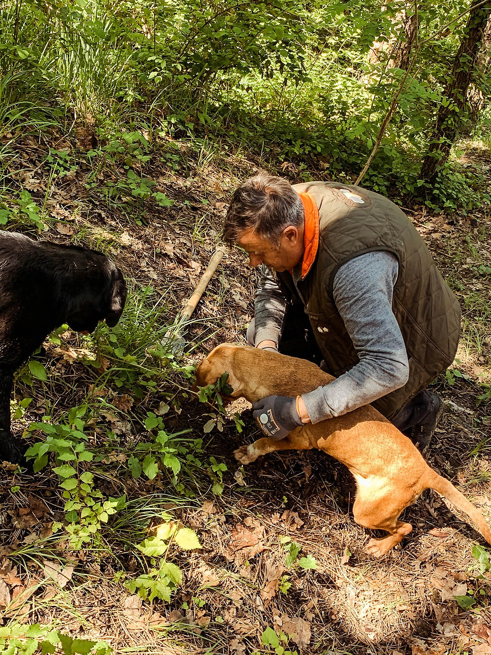 Watching these incredible dogs sniff out a truffle