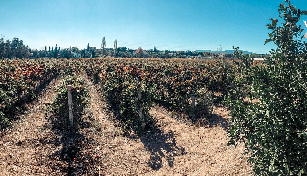 Vineyards on Turkey's Urla Peninusla (hills in the background...)