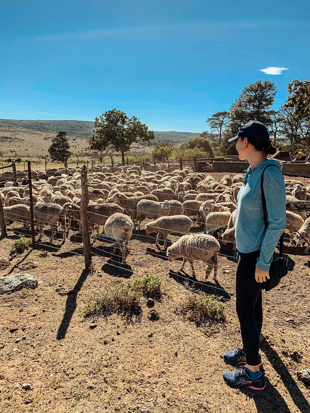 Sheep before the dipping