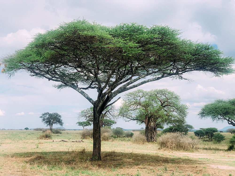 One of Tanzania's ubiquitous acacia trees - very thorny!