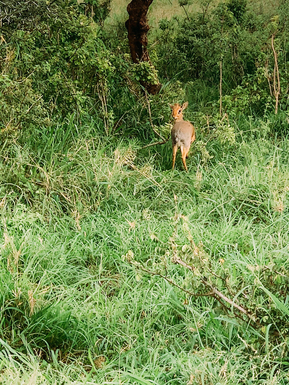 Mrs. Dik-Dik - recently abandoned by her husband