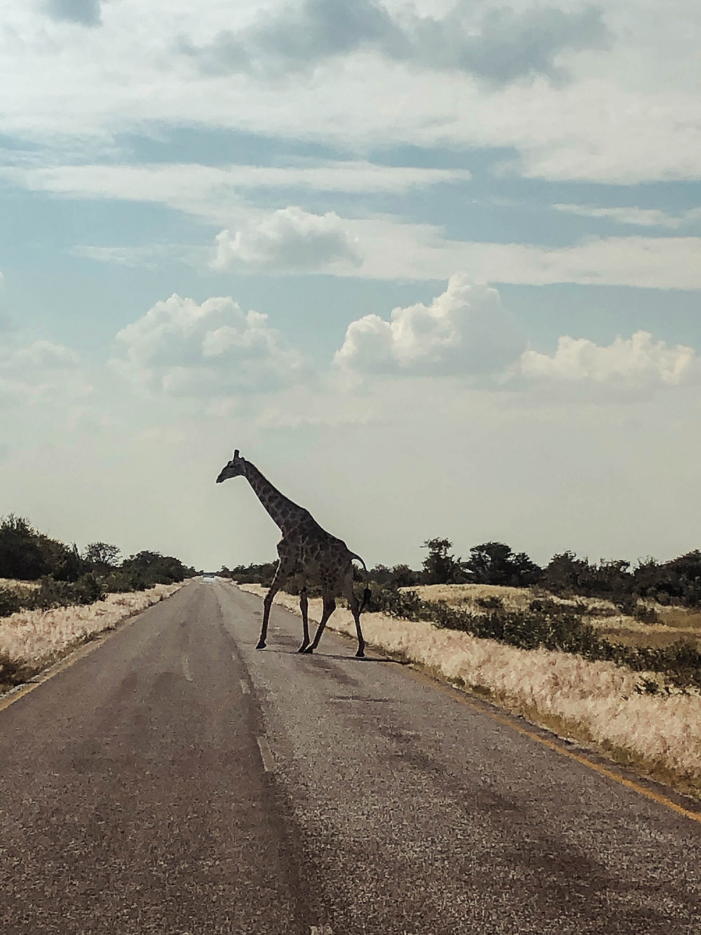 "Why did the giraffe cross the road?" - Driving into Etosha National Park