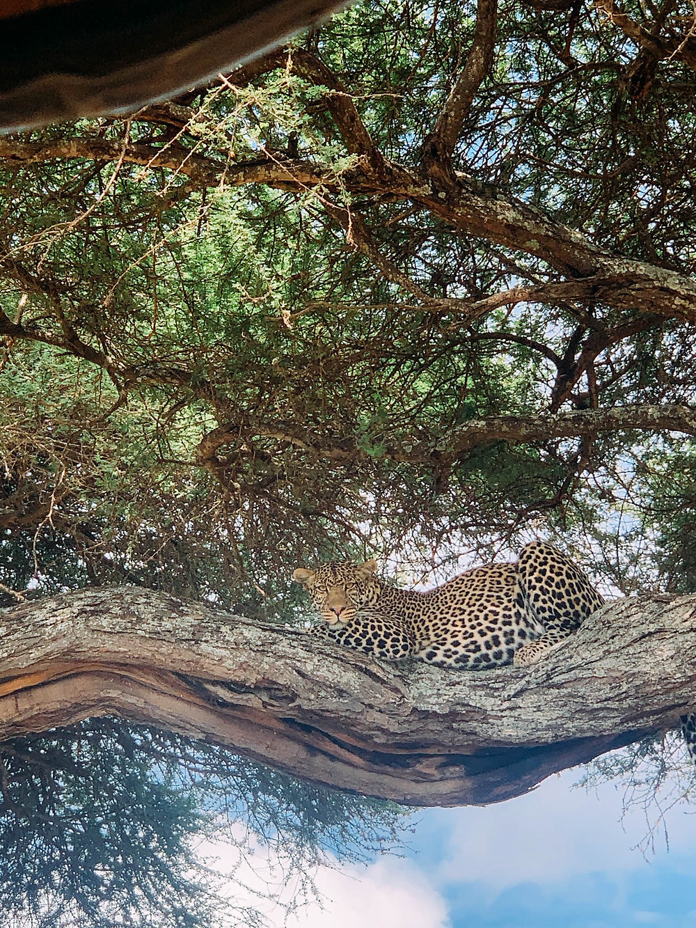 Too close for comfort with a leopard in Tarangire