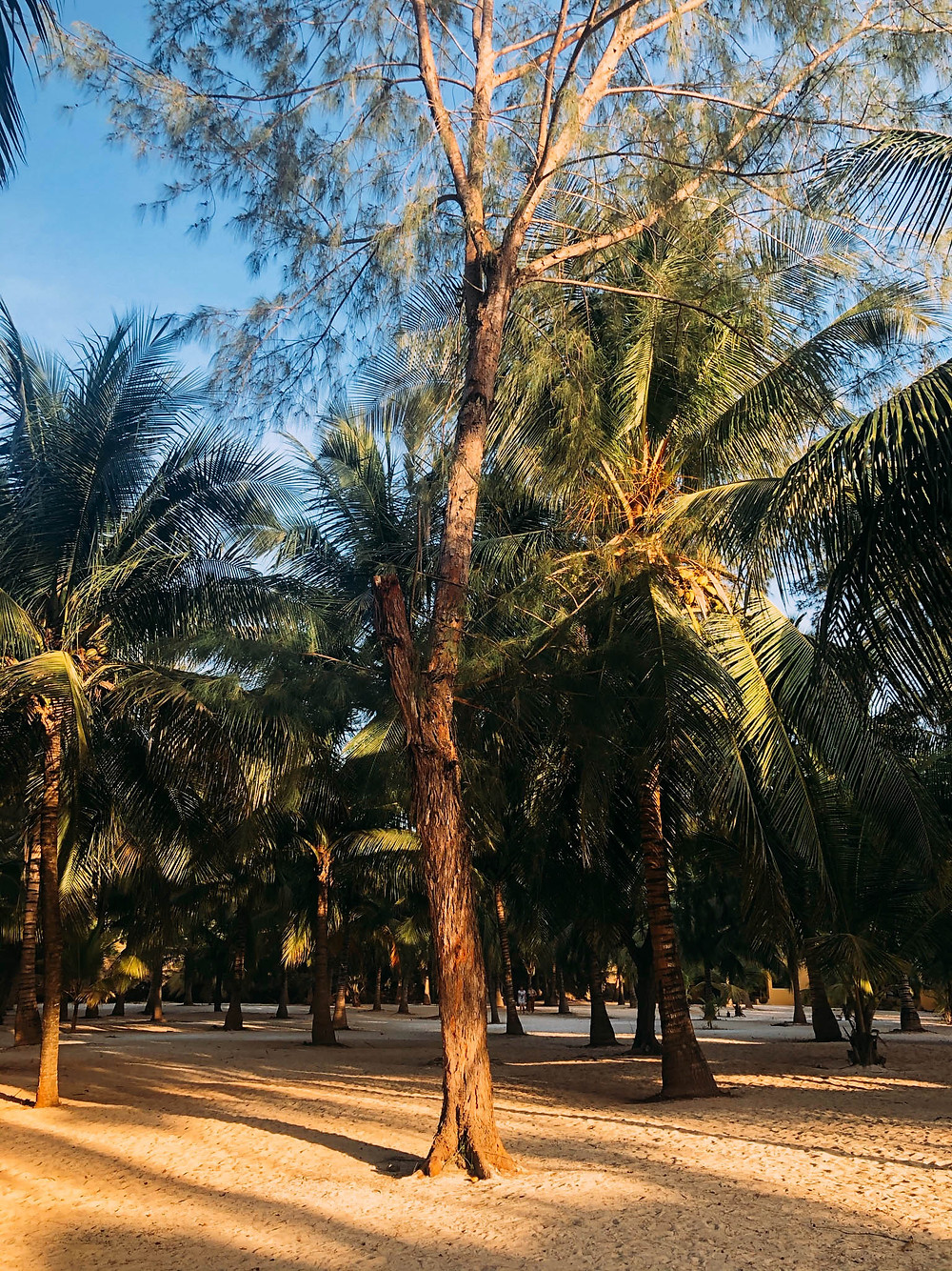 Where Kendwa's beaches and jungles collide