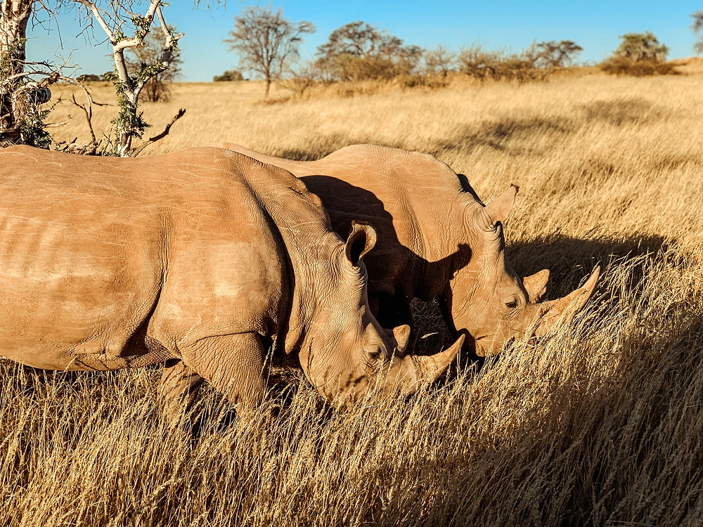 Grace and Rudy, the Bagatelle rhinos
