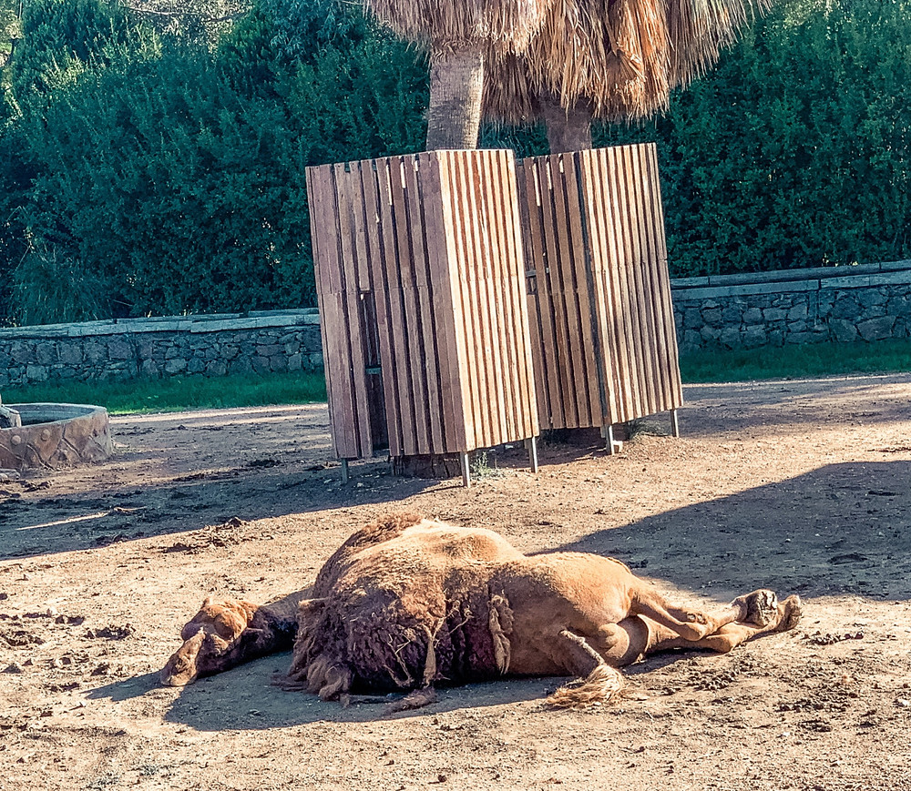 No, the camel is not dead - just napping