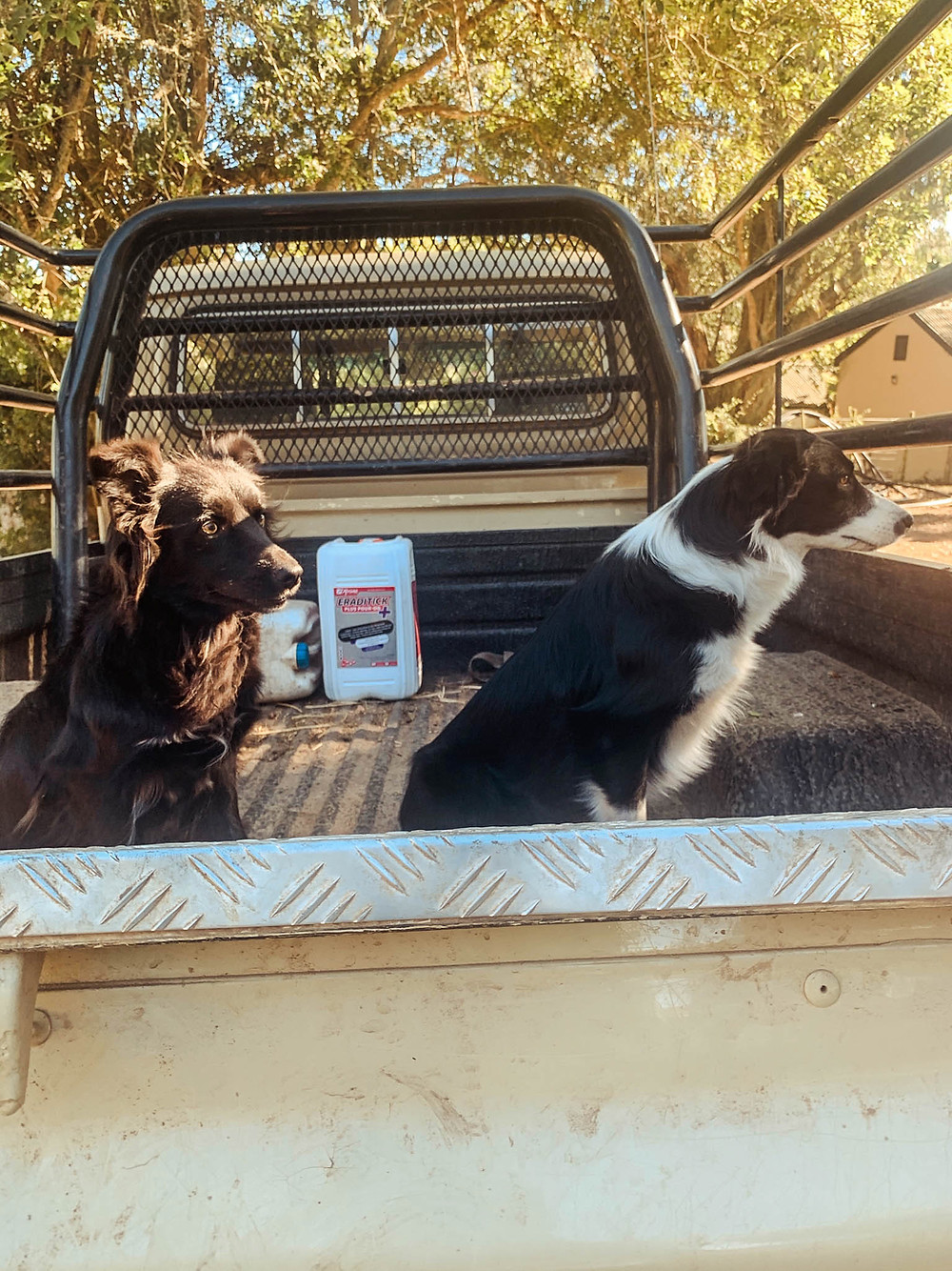 Socks and Maggie the sheepdogs