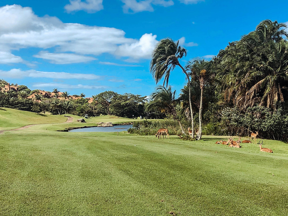 Golf with gazelles!