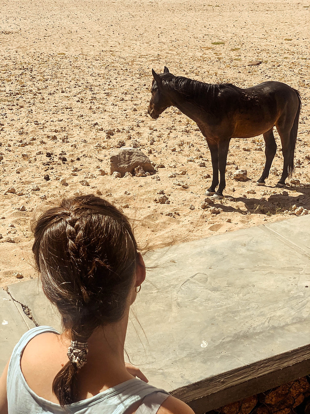 The Namib Desert horse